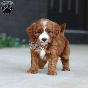 Kobe, Cavapoo Puppy